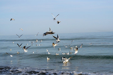Seagulls. Group of seagulls flying in the sea.