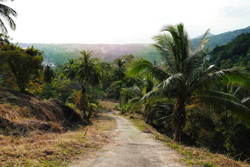 Fototapeta na wymiar Palm trees in the jango. Coconut farm. Summertime. Rainforest