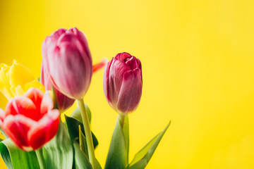 beautiful multi-colored bouquet of tulips on yellow background spring time