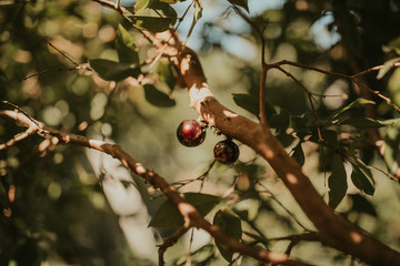 Fruits