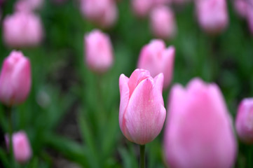 日本の国営武蔵丘陵森林公園のお花畑の早咲きのチューリップが咲く春の風景　ピンク色の花のクリスマスパール