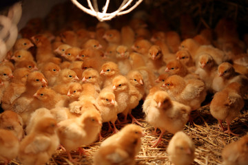 Newly hatched little chicks on a chicken farm heated by lamps - 330751694