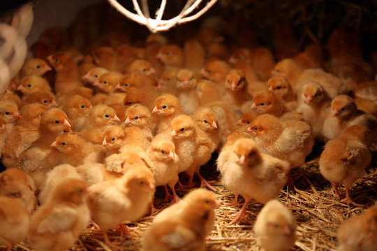 Newly hatched little chicks on a chicken farm heated by lamps