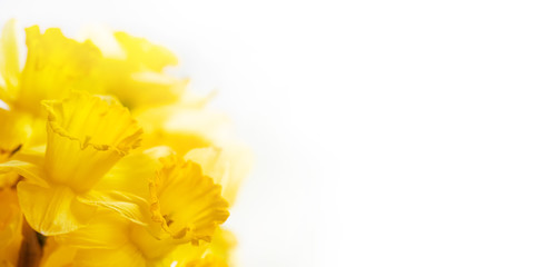 Fototapeta na wymiar Bouquet of Narcissus or daffodils. Bright yellow flowers on white background. Banner with copy space.