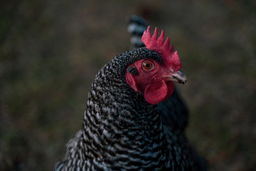 Barred Rock chicken close up