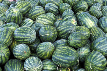 A lot of large ripe green striped watermelons
