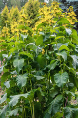 Obraz premium Flowering вush elecampane, inula