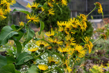Flowering вush elecampane, inula