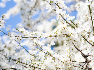 Blooming cherry tree. Beautiful white flowers on clear blue sky background. Sunny spring day.