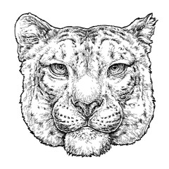 Hand drawn portrait of snow leopard. Vector illustration isolated on white