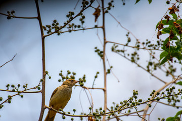 The bird is hawthorn berries The beak opened and it is visible tongue