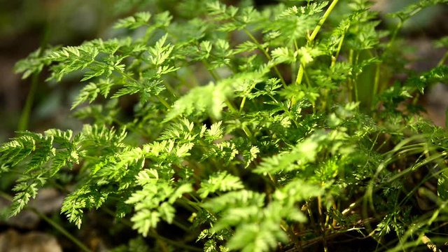 Chervil in a German forest, spring spice for soups