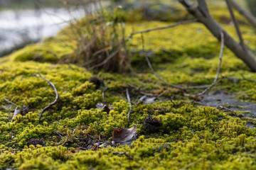 Schwarzwald Natur Outdoor Tag Farbe