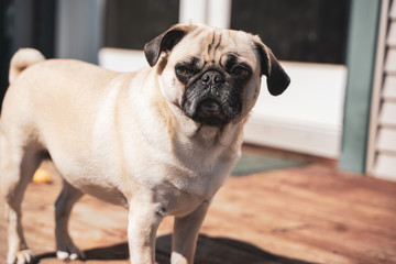 Obraz premium Pug in the sun on the porch