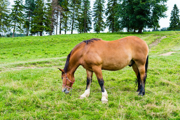 Naklejka na ściany i meble horse grazing in a meadow in the mountains, Pieniny, Poland