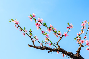 Pink peach blossoms in spring season.
