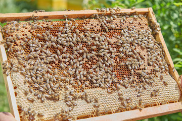 hardworking bees on honeycombs in apiary. Beekeeper Harvesting Honey