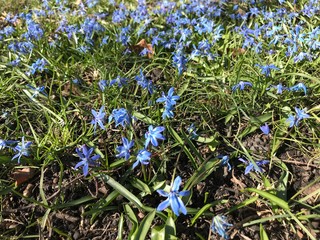 frühblüher enzian alm wiese krokus lila blume