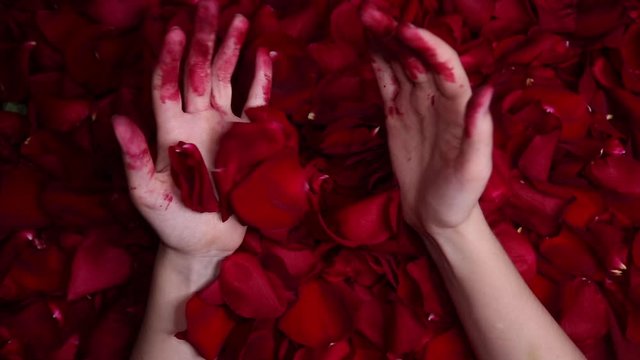 Female bloodied hands close up crush the rose petals, tear off and throw the rose petals. Concept art of unhappy love, witchcraft ritual.