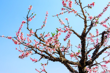 Pink peach blossoms in spring season.