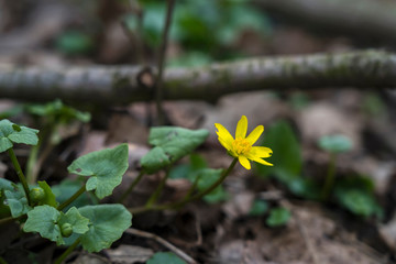 Natur Frühling Boten Flora Pflanze Blüte