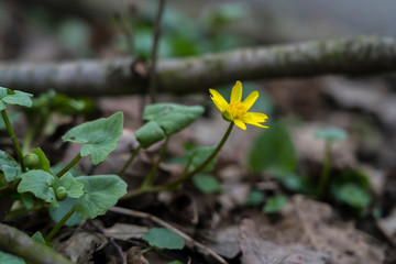 Natur Frühling Boten Flora Pflanze Blüte