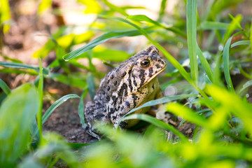 Toad Camouflaged in the Grass 