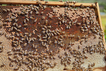 hardworking bees on honeycombs in apiary. Beekeeper Harvesting Honey