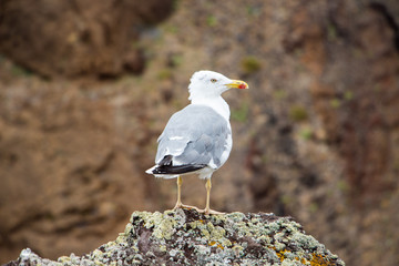 Madeira gull sitting on a rock watching the sea