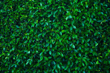 Natural green leaf wall, Texture background