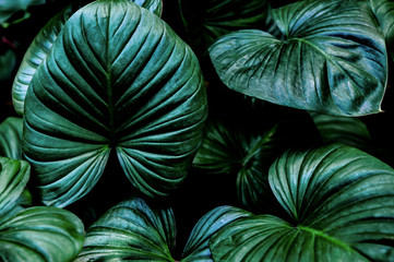 closeup nature view of green leaf texture, dark wallpaper concept, nature background, tropical leaf