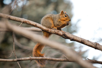 Squirrel Eating a Walnut in a Tree