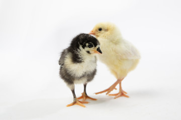 Baby Chicks on White Background