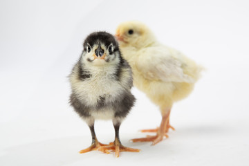 Baby Chicks on White Background