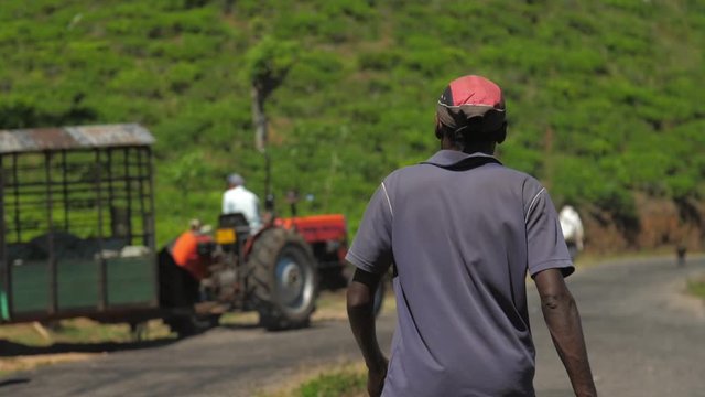 local man walks to plantation workers filling trailer with tea leaves bags along road slow motion backside view. Concept agricultural work