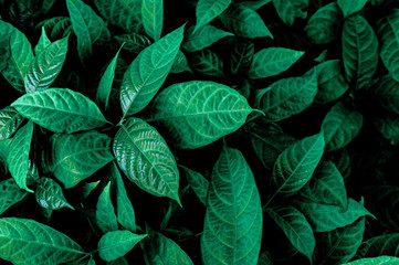 Green leaves wall texture of the tropical forest plant on black background	