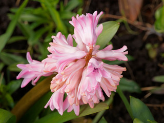Fleurs en grappes de jacinthe (Hyacinthus Orientalis)