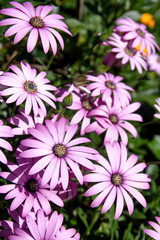 Obraz na płótnie Canvas Pink-purplish daisy flowers