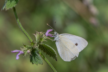 Female European Large Cabbage White butterfly feeding on a thistle flower.