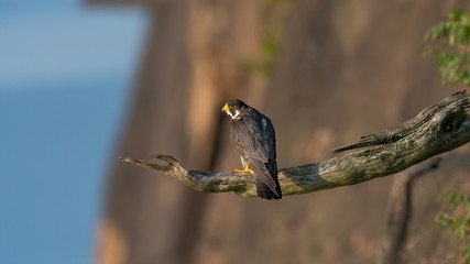 A Peregrine Falcon perched on a cliff.