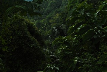 Green jungle Thailand
