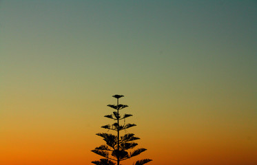 Cone tree background orange blue gray