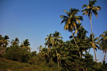 Green palmtrees India