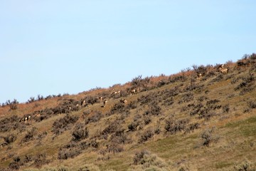 A herd of deer in central Washington state on a Winter morning