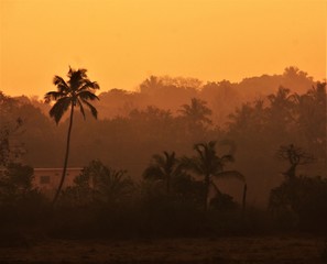 Orange jungle India