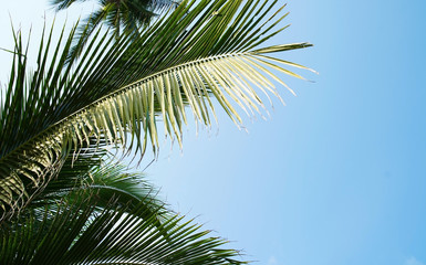 Fototapeta na wymiar Tropical leave of palm tree on the blue sky font.