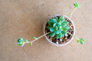 Close-up fresh leaves and bud of succulent plant Graptopetalum Macdougallii