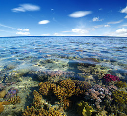 Coral reef of the Red Sea