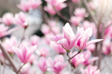 Magnolia flowers blooming in spring city streets. Pink bushes in park. Blossom tree in garden. Floral background.