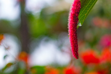 A red velvet flower with beautiful blurred out background